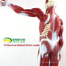 MUSCLE02 (12024) Full Size 170 cm Músculos Humanos Modelos Anatômicos com Órgãos Removíveis 12024